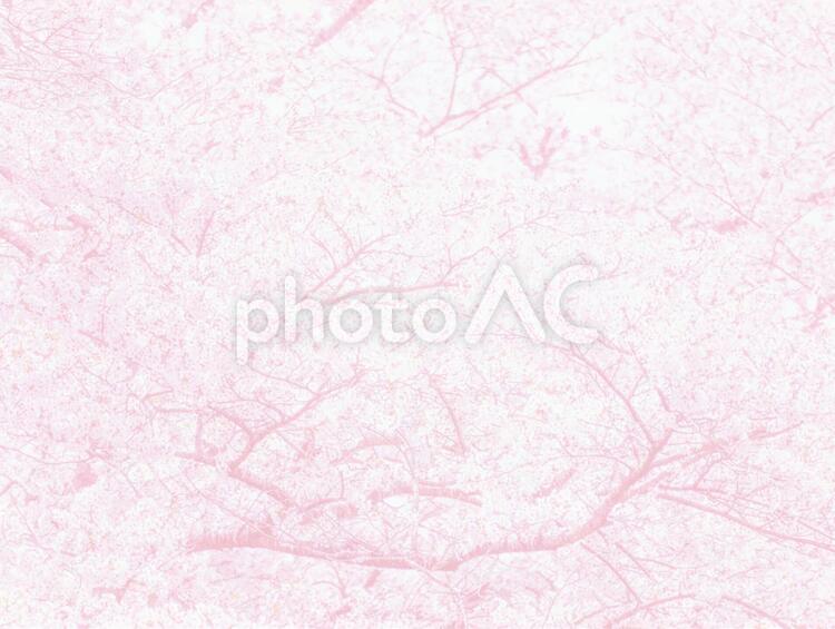 ピンクの桜春の背景　薄め1645sh さくら,桜,ピンクの写真素材