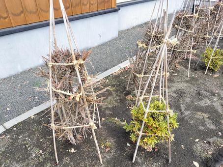 植木の雪つり 雪つり,植木,樹木の写真素材