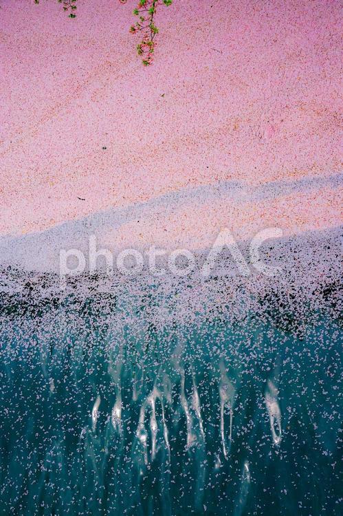 桜の波紋と水鏡 桜,花びら,水面の写真素材