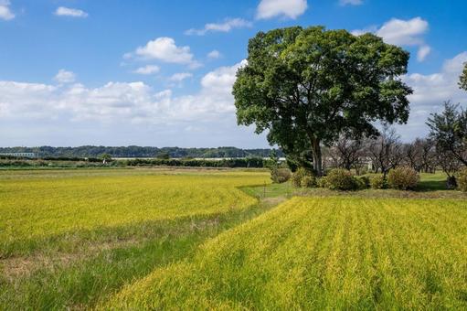 田園風景 田園風景 田んぼ,水田,田畑の写真素材