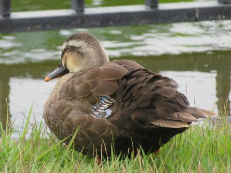 遠くを見つめる換羽中のカモ 遠くを見つめる換羽中のカモ 鴨,カルガモ,鳥の写真素材