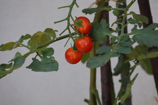 赤く色づくミニトマトのなる風景の写真