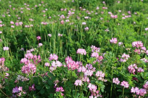 蓮華草 レンゲ 春の花 ピンクの花 蓮華草 レンゲ 春の花 ピンクの花 蓮華草,レンゲ,春の花の写真素材