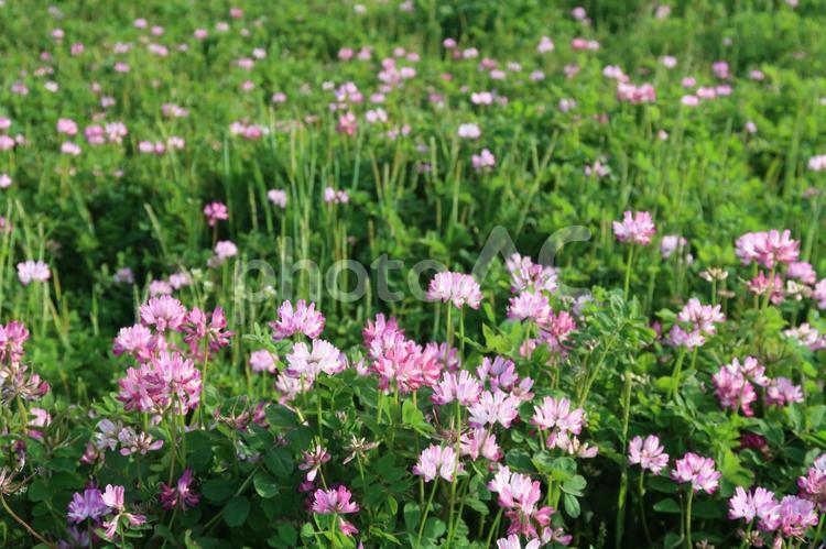 蓮華草　レンゲ　春の花　ピンクの花 蓮華草,レンゲ,春の花の写真素材