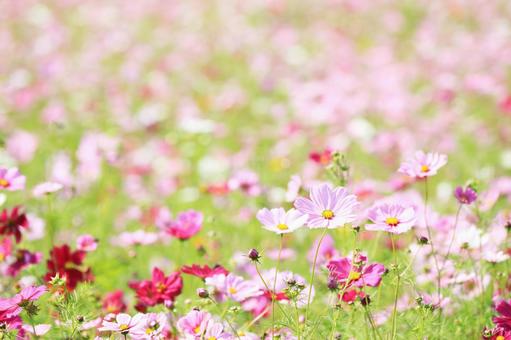 コスモスの写真