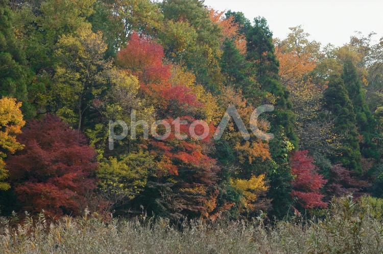 秋の鮮やかな紅葉の景色　散歩道 紅葉,赤,黄色の写真素材