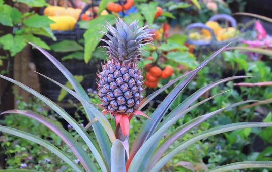 パイナップル/とっとり花回廊 パイナップル,パイン,果物の写真素材