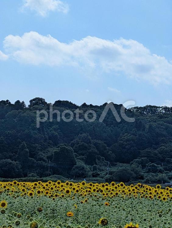 ひまわり畑 ひまわり,青空,自然の写真素材