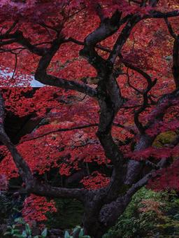 紅葉 紅葉の写真