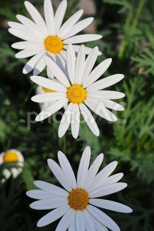 １月下旬の温室のマーガレットの花 背景,マーガレット,花の写真素材