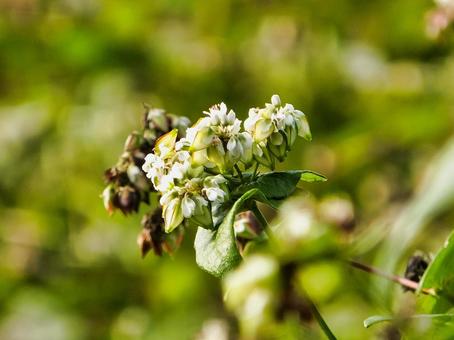 ソバの花 ソバの花 ソバ,花,夏の写真素材