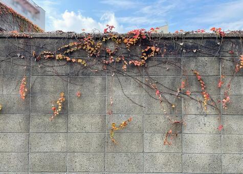 空地のブロック塀の紅葉した蔦712A 蔦,葉,紅葉の写真素材