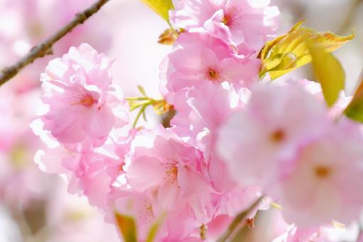 紅色の桜 紅豊 紅色の桜 紅豊の写真