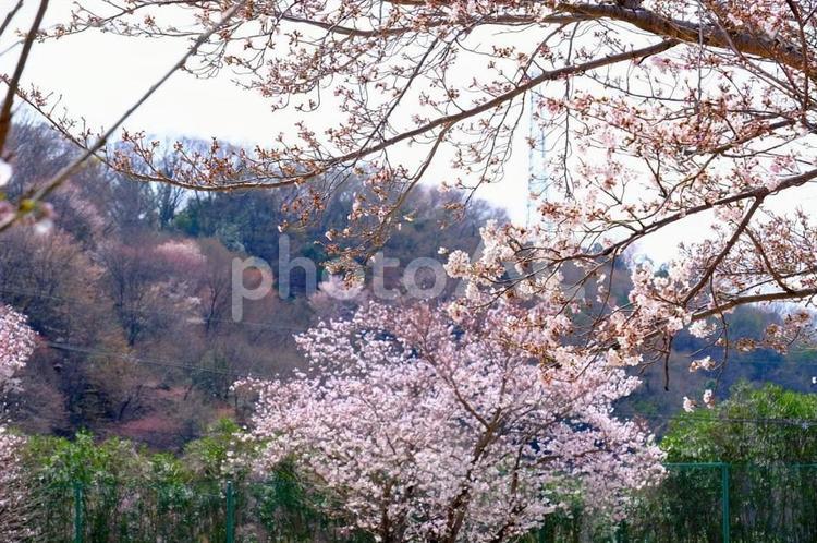 桜　近所の公園 桜,さくら,サクラの写真素材