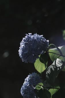 紫陽花 紫陽花の写真