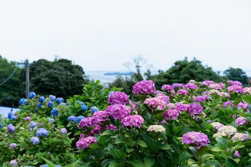 形原温泉アジサイの里 アジサイと琵琶湖 形原温泉アジサイの里 アジサイと琵琶湖 あじさい,紫陽花,形原温泉の写真素材