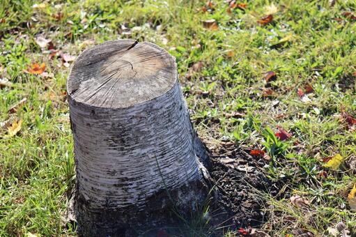 切り株 木,樹木,植物の写真素材