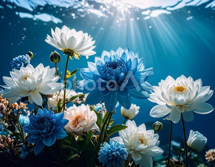 水の中の美しい花 花,フラワー,カラフルの写真素材