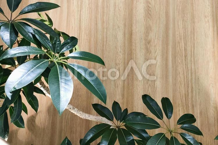 観葉植物と木目の背景素材 背景,壁紙,植物の写真素材