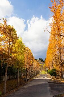 初冬のメタセコイア⑻ 木,メタセコイア,初冬の写真素材