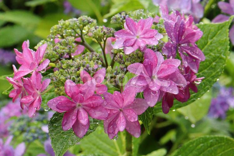 可憐なピンクのガクアジサイ　２ あじさい,ガクアジサイ,紫陽花の写真素材
