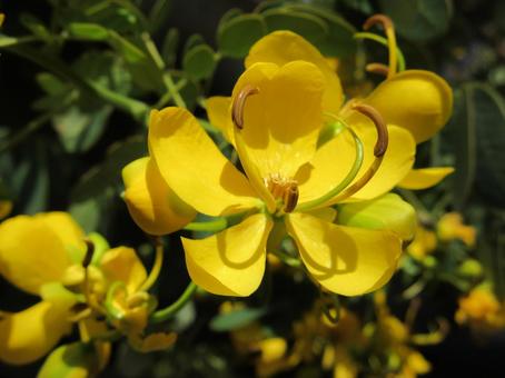 ナンバンサイカチ  ０９ ナンバンサイカチ,ゴールデンシャワー,花の写真素材