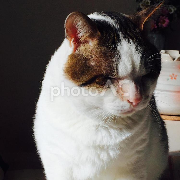 ねこ　眠い ネコ,哺乳動物,家庭的の写真素材