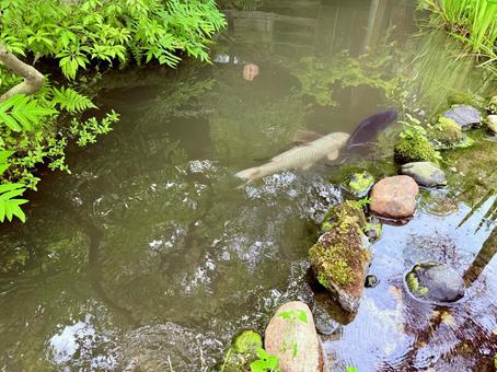 日本庭園内で伸び伸びと泳ぐ鯉 日本庭園内で伸び伸びと泳ぐ鯉 日本庭園,京都,緑の写真素材