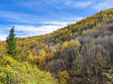 国道から眺める紅葉風景　群馬県上野村 紅葉,黄色,黄金色の写真素材