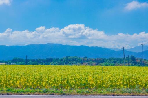 山を背景に広がる畑 畑,山,青空の写真素材