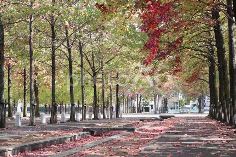 秋のイメージ　紅葉する木々 秋,紅葉,明るいの写真素材