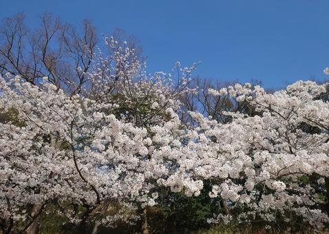 さくらと青空 風景,春,空の写真素材