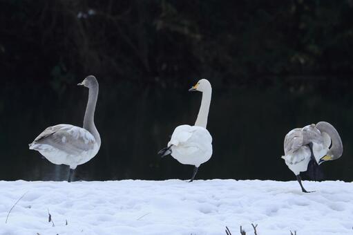 Photo, swan, swans, break time, 