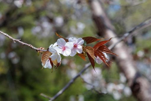日差しを浴びるヤマザクラの花 日差しを浴びるヤマザクラの花の写真