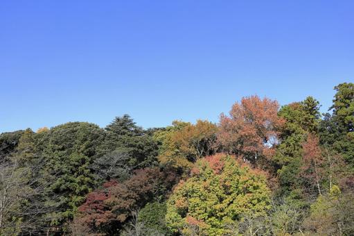 紅葉し始めた木々2 風景,田舎,公園の写真素材