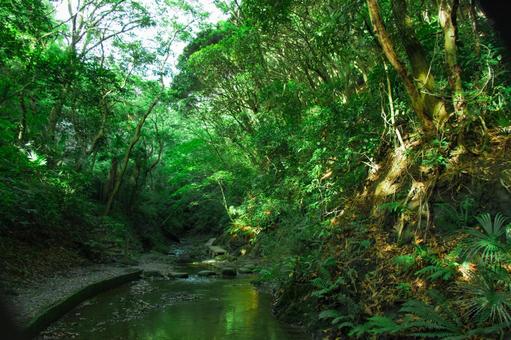 木々の中を流れる川 川,河,河川の写真素材