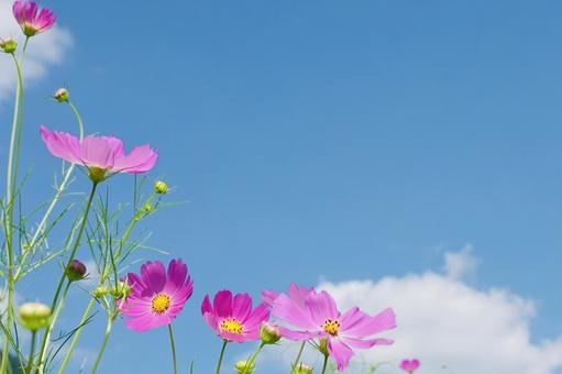 青い空と秋桜 青い空と秋桜 秋,コスモス,花の写真素材