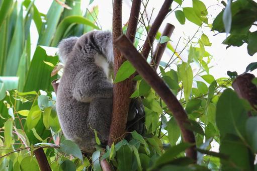 koala, JPG koala, JPG