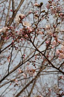Sakura, JPG Sakura, JPG