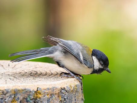 シジュウカラのアップ シジュウカラのアップ シジュウカラ,野鳥,鳥の写真素材