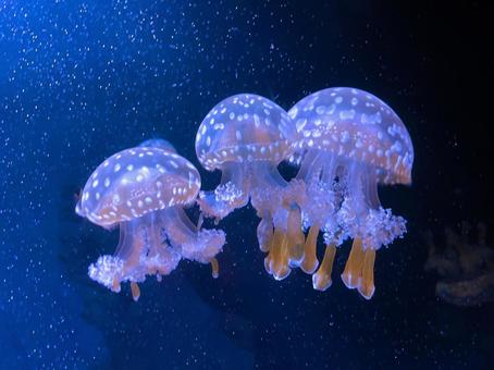 Photo, jellyfish, aquarium, blue, 
