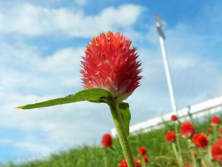 【花の写真】センニチコウ(千日紅) 【花の写真】センニチコウ(千日紅)の写真