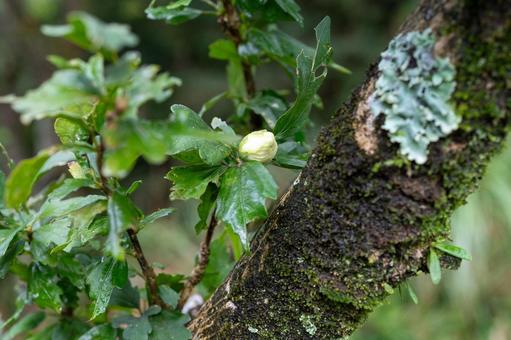 老木に生える苔類 老木に生える苔類 老木,枯れる,湿度の写真素材