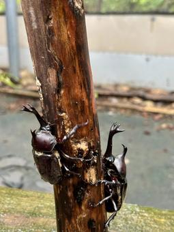 木に登るカブトムシ 木に登るカブトムシの写真