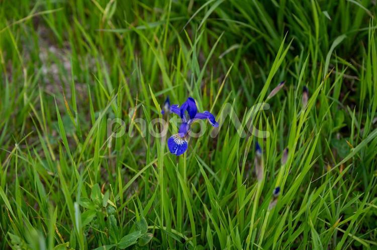 湯の丸高原周辺の景色 湯の丸高原,菖蒲,花の写真素材
