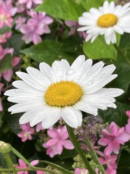 白い花 マーガレット 雨上がり 白い花 マーガレット 雨上がり マーガレット,白い,花の写真素材