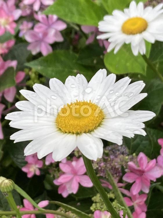 白い花　マーガレット　雨上がり マーガレット,白い,花の写真素材