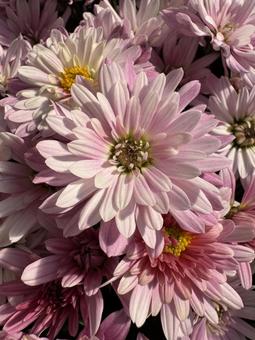 ドーム菊の花 菊,ドーム菊,花の写真素材