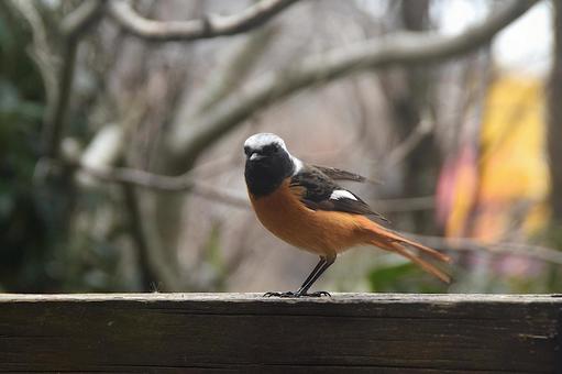ジョウビタキ・庭に来る鳥 ジョウビタキ,野鳥,オスの写真素材