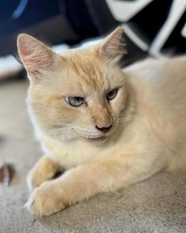 ノラ猫 シロ ノラ猫 シロの写真